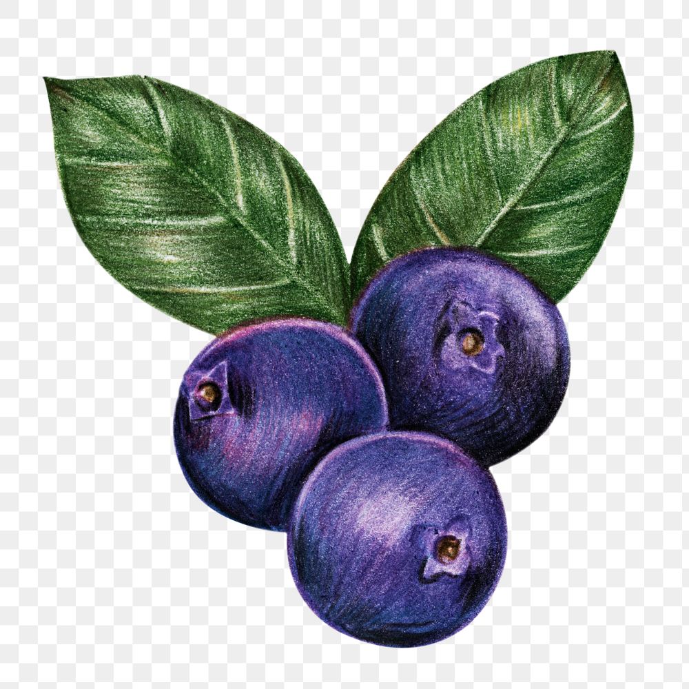Blueberry fruit illustration png summer fruit sticker