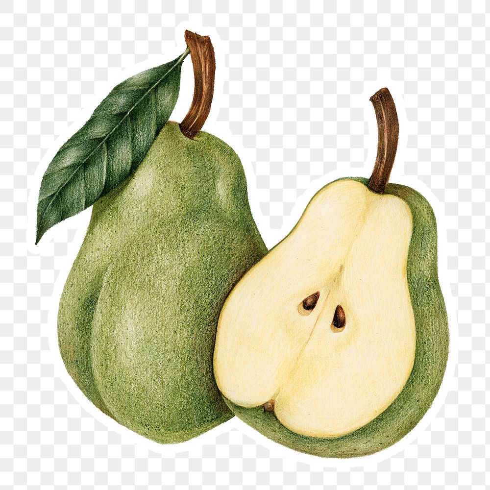 Hand drawn pear fruit sticker with a white border design element