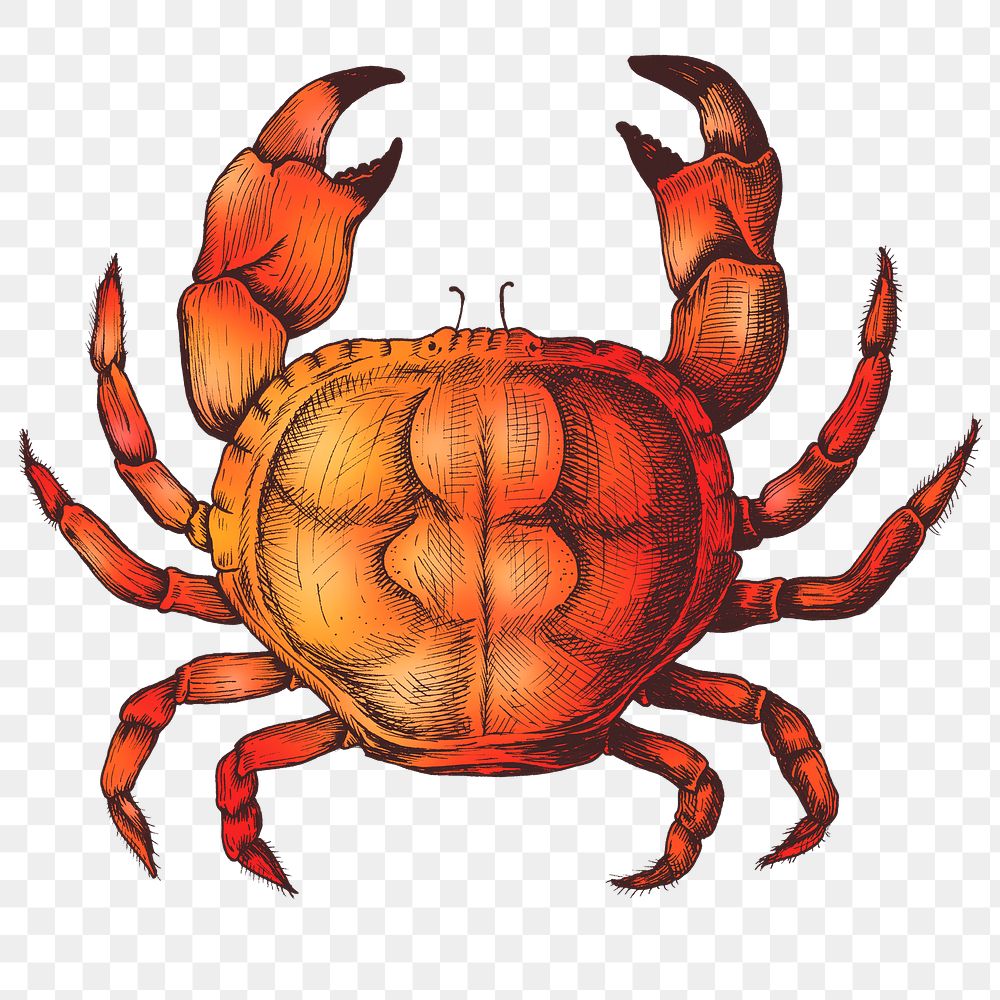 Colorful crab isolated png transparent