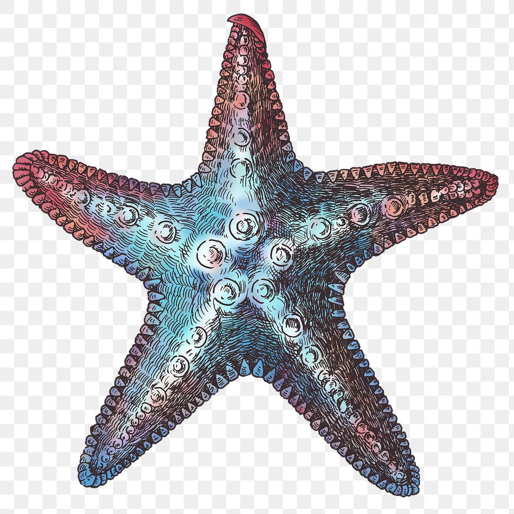 Colorful starfish isolated png transparent