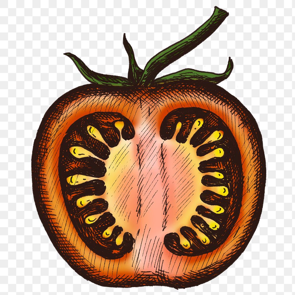 Colorful red tomato isolated png transparent