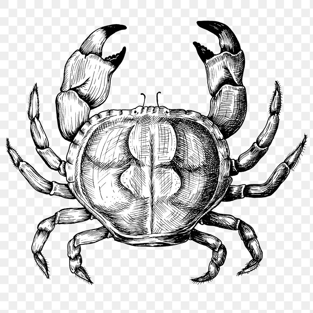 Black and white crab png transparent