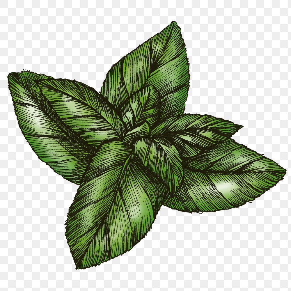 Colorful basil leaf transparent png 