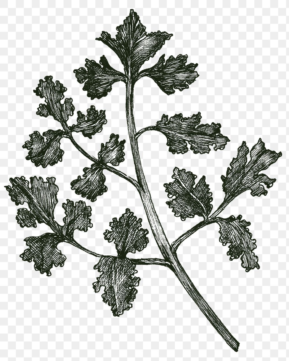 Black and white coriander png transparent 