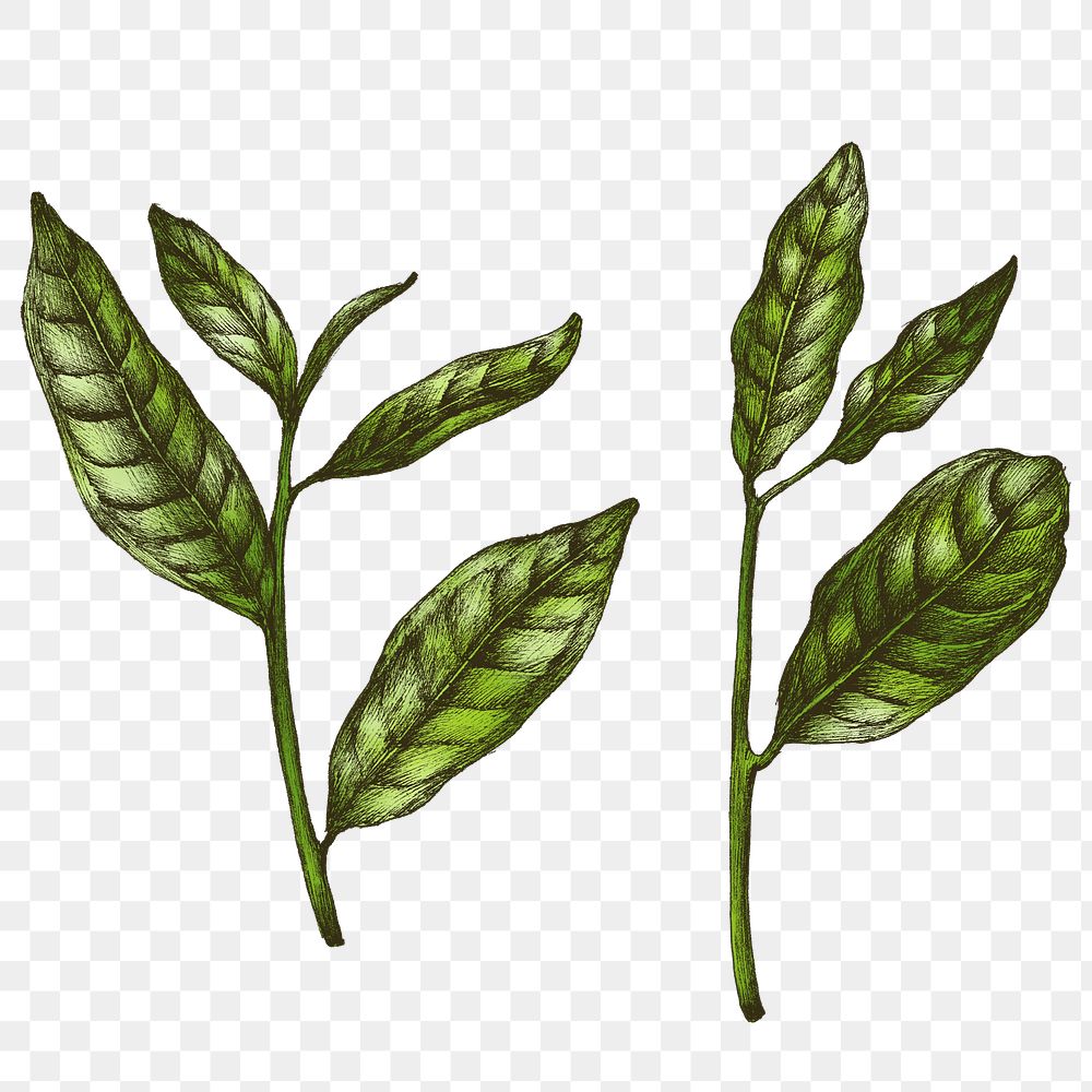 Colorful green tea leaf png transparent 