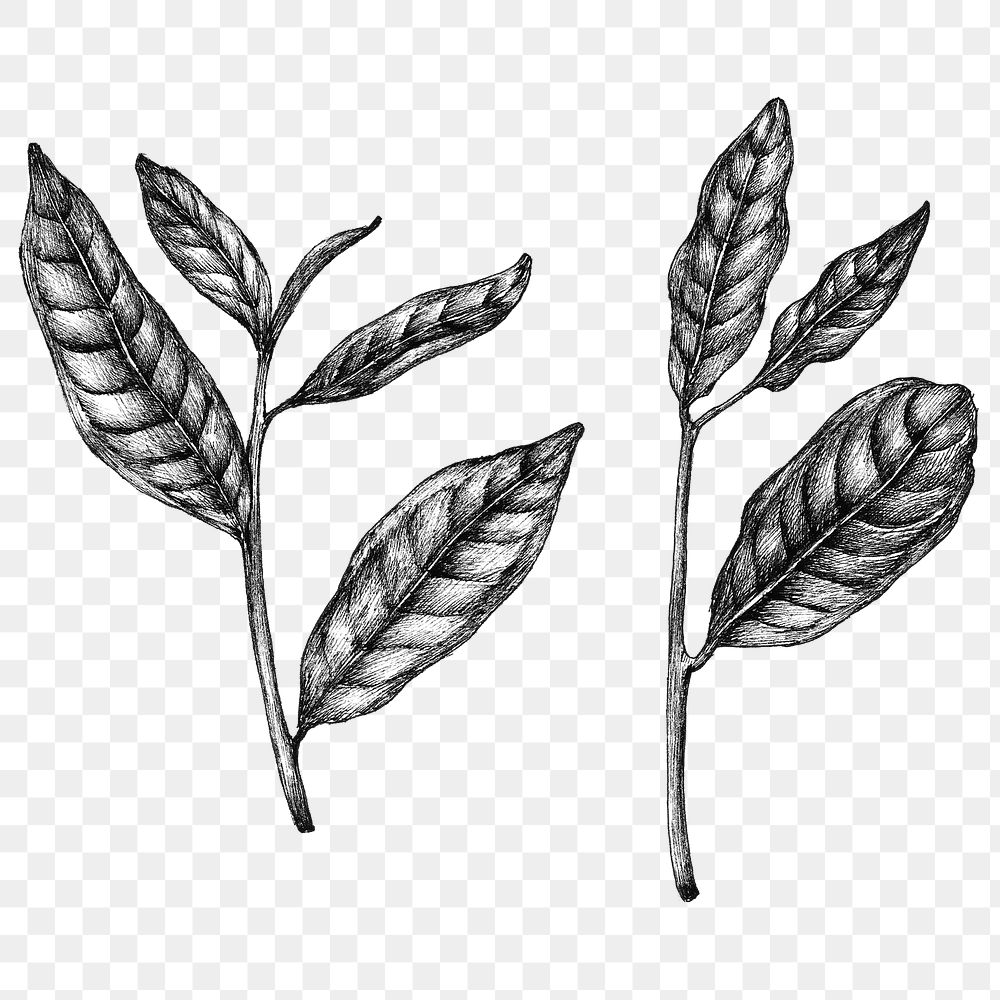 Black and white png green tea leaf