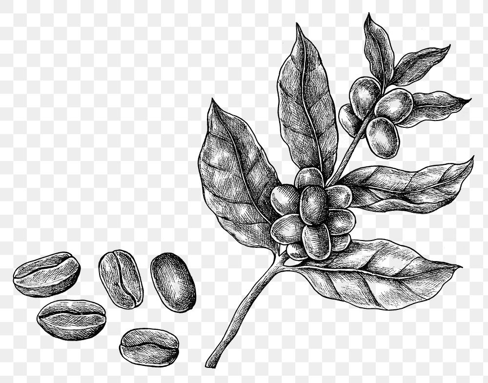Hand drawn fresh coffee beans transparent png