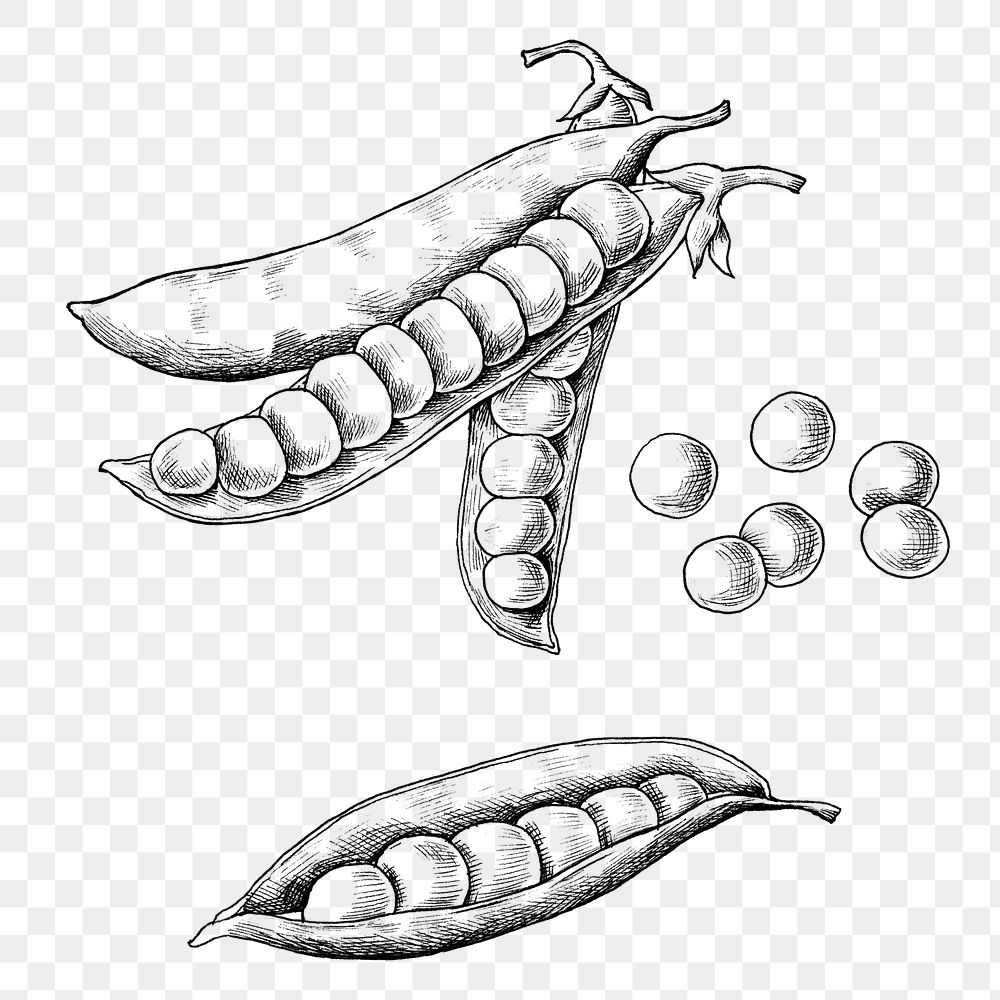 Hand drawn peas and pods transparent png