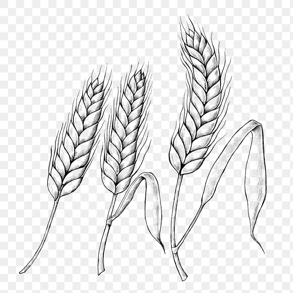 Hand drawn wheat ears transparent png