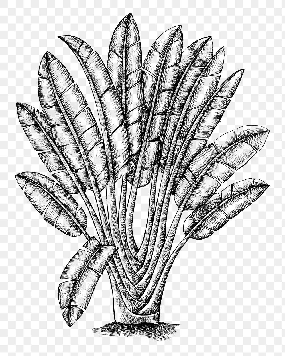 Hand drawn traveller's tree transparent png