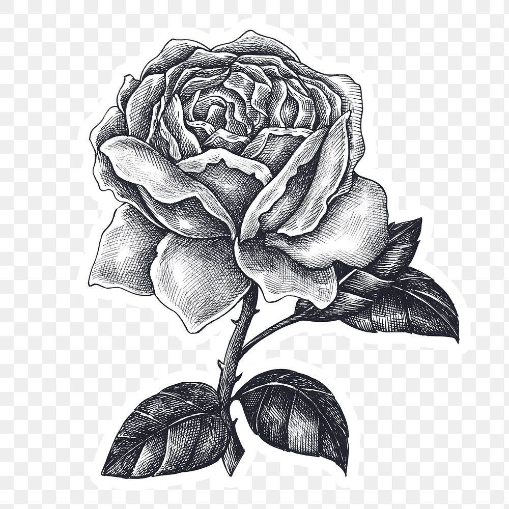 Hand drawn blooming rose design element