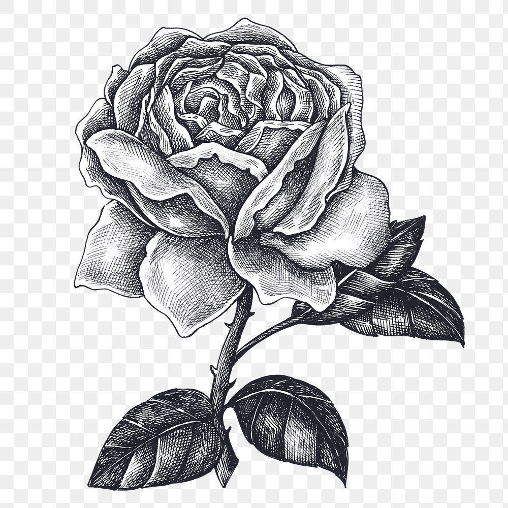 Hand drawn blooming rose design element