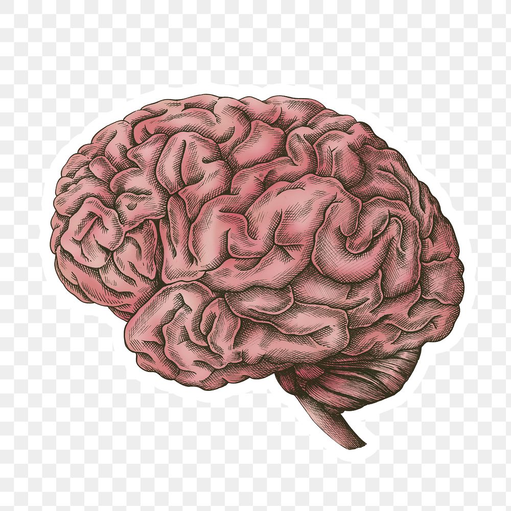 Hand drawn pink human brain sticker with a white border design element