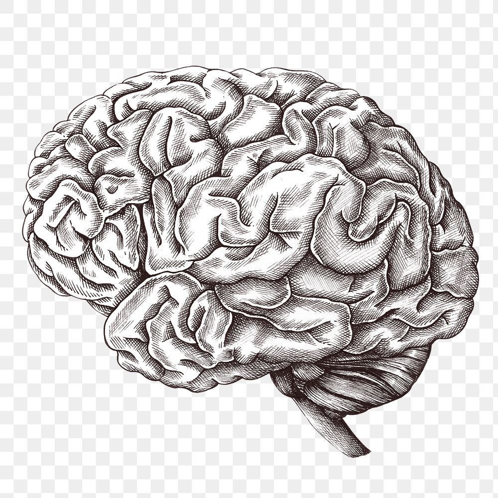 Hand drawn human brain design element