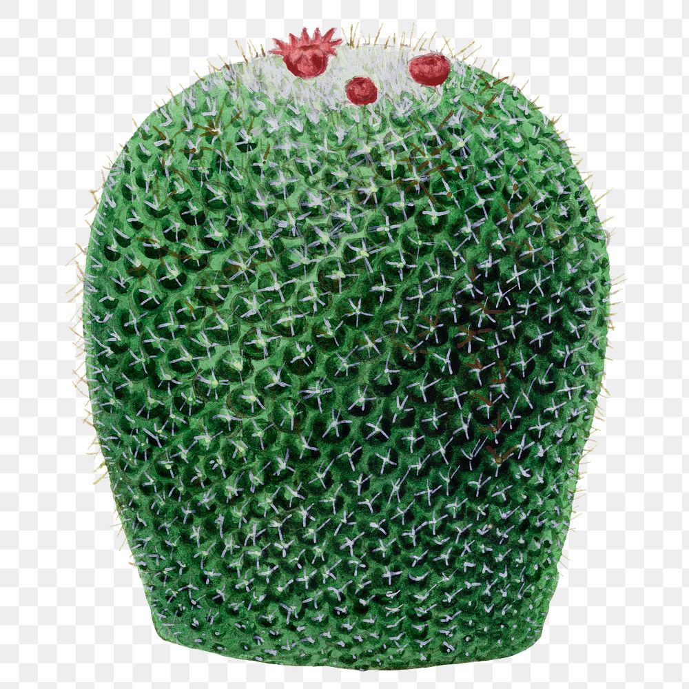 Cactus png sticker, vintage botanical illustration