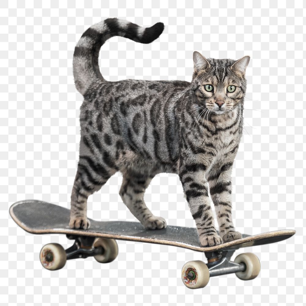Cat skateboarding png clipart, pet, transparent background