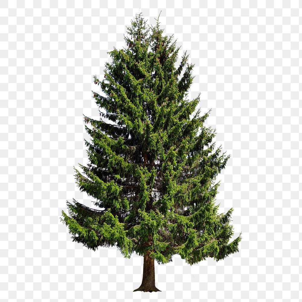 Png evergreen tree, nature sticker