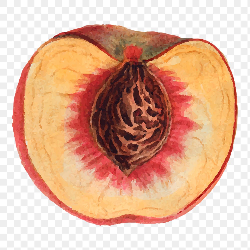 Vintage peach and seed png sticker