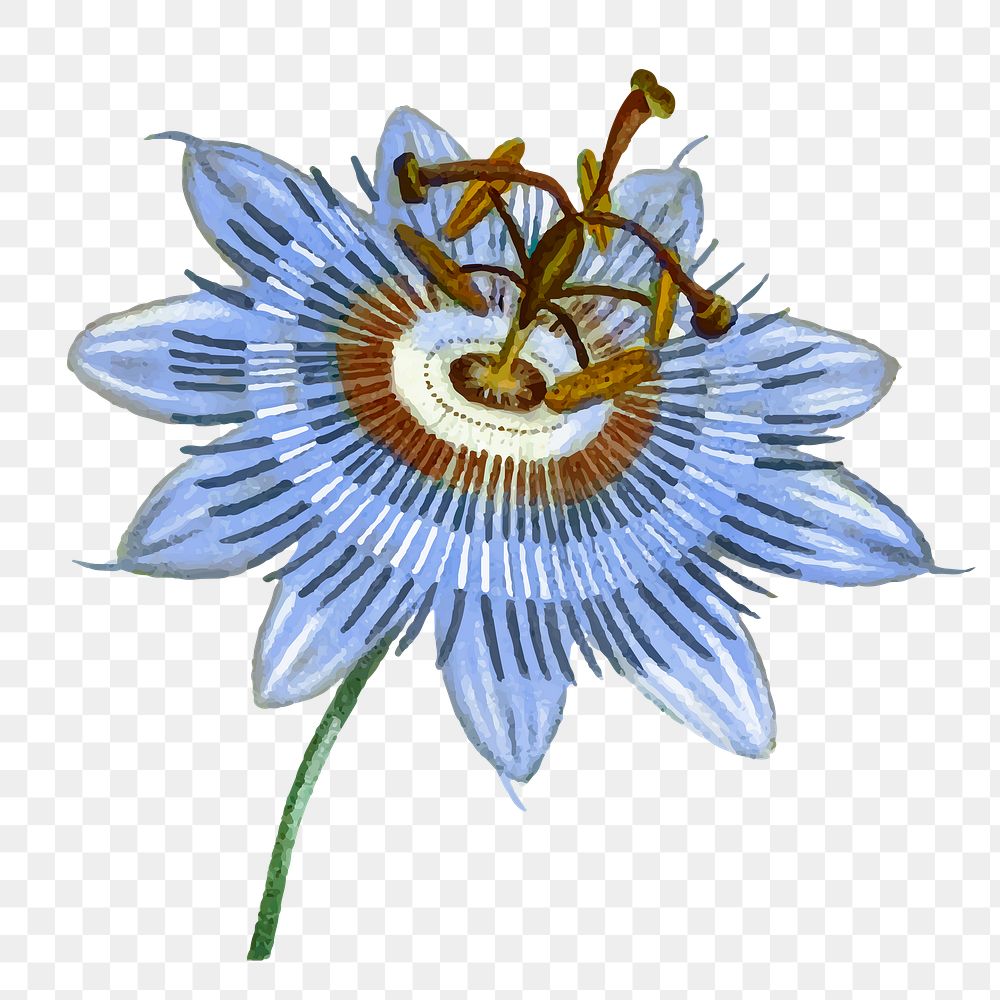 Png blue passion flower sticker hand drawn illustration