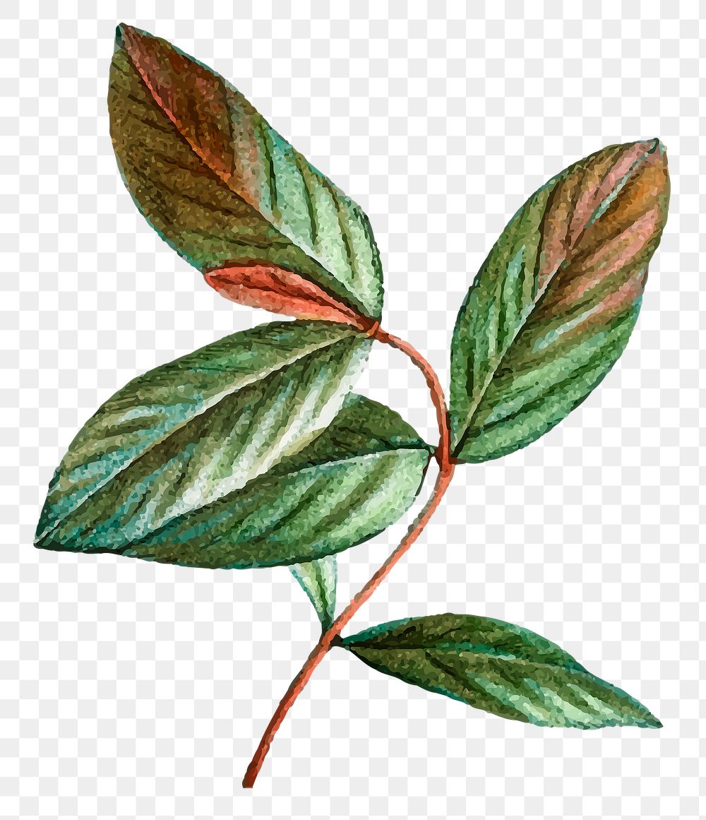 Vintage png honeyberry leaf sticker hand drawn botanical