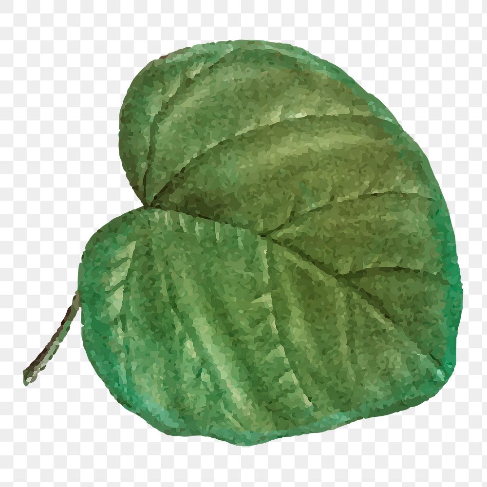 Catalpa cordifolia leaf png sticker vintage botanical