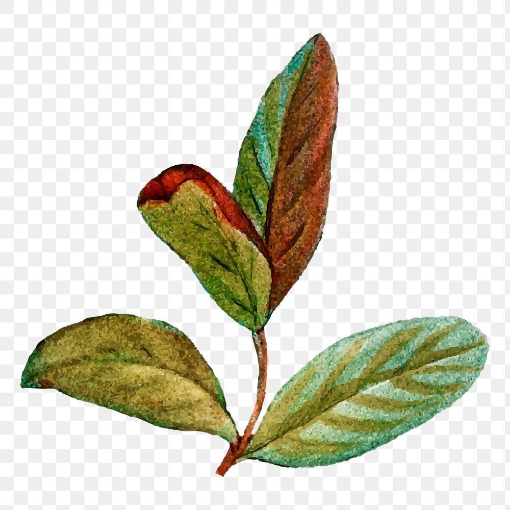 Hand drawn honeyberry leaf png sticker vintage botanical