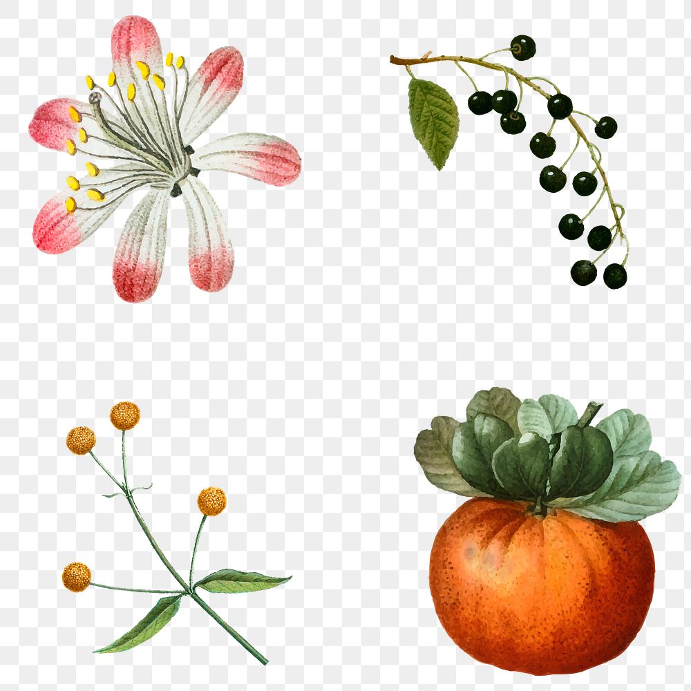 Fruit and flower png sticker vintage set hand drawn illustration