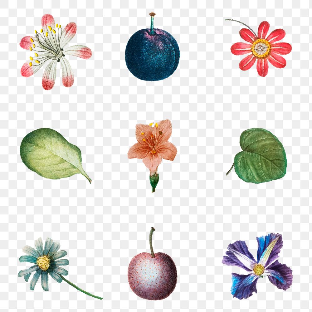 Flower and fruit png sticker set vintage illustration