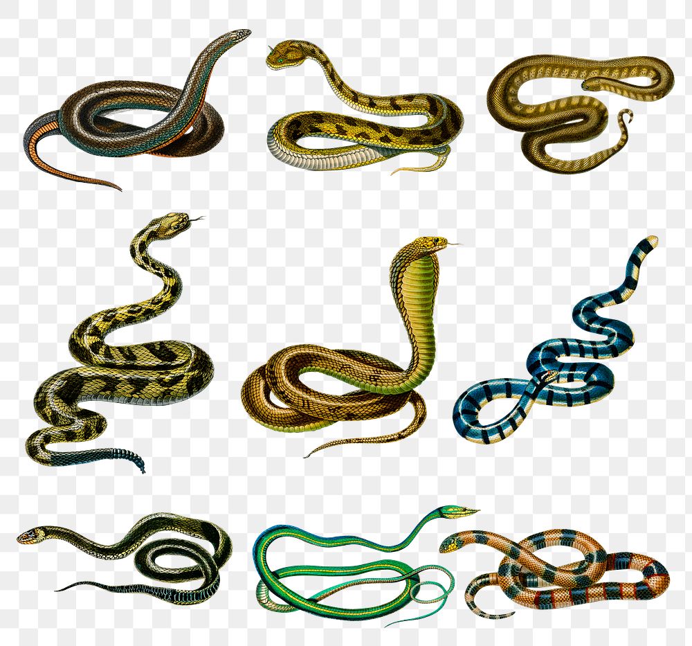 Vintage hand drawn snakes png, remix from artworks by Charles Dessalines D'orbigny