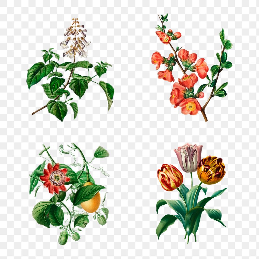 Vintage flowers png hand drawn botanical, remix from artworks by Charles Dessalines D'orbigny