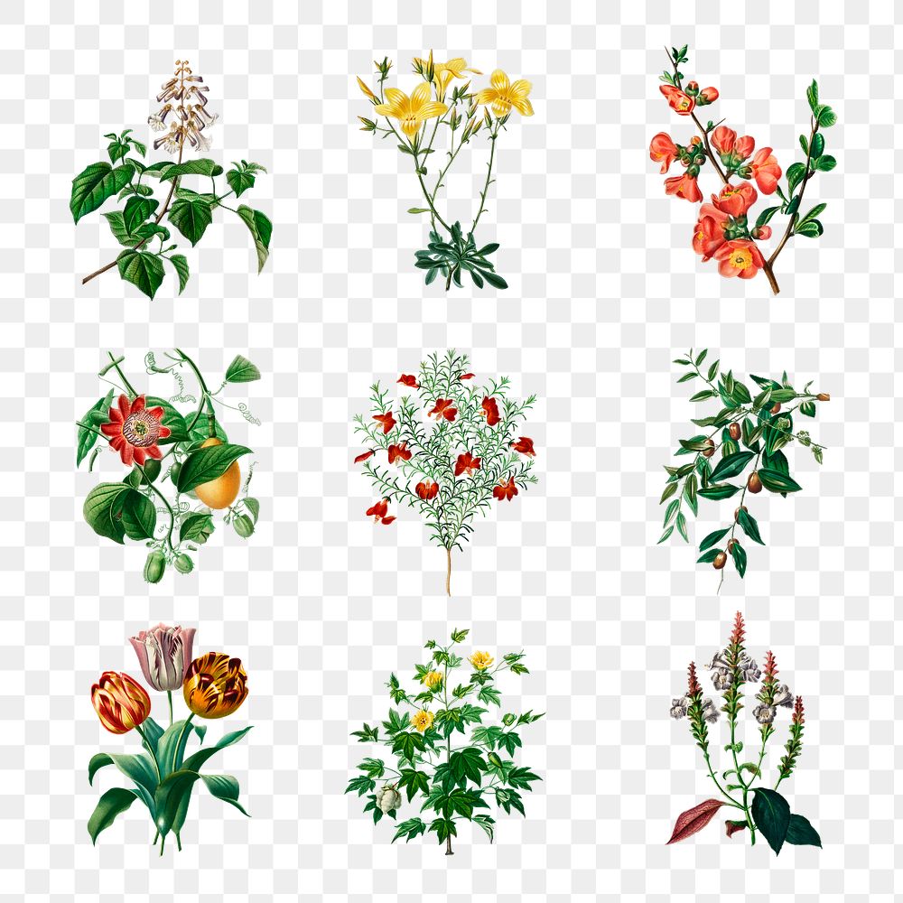 Vintage flowers png hand drawn botanical, remix from artworks by Charles Dessalines D'orbigny