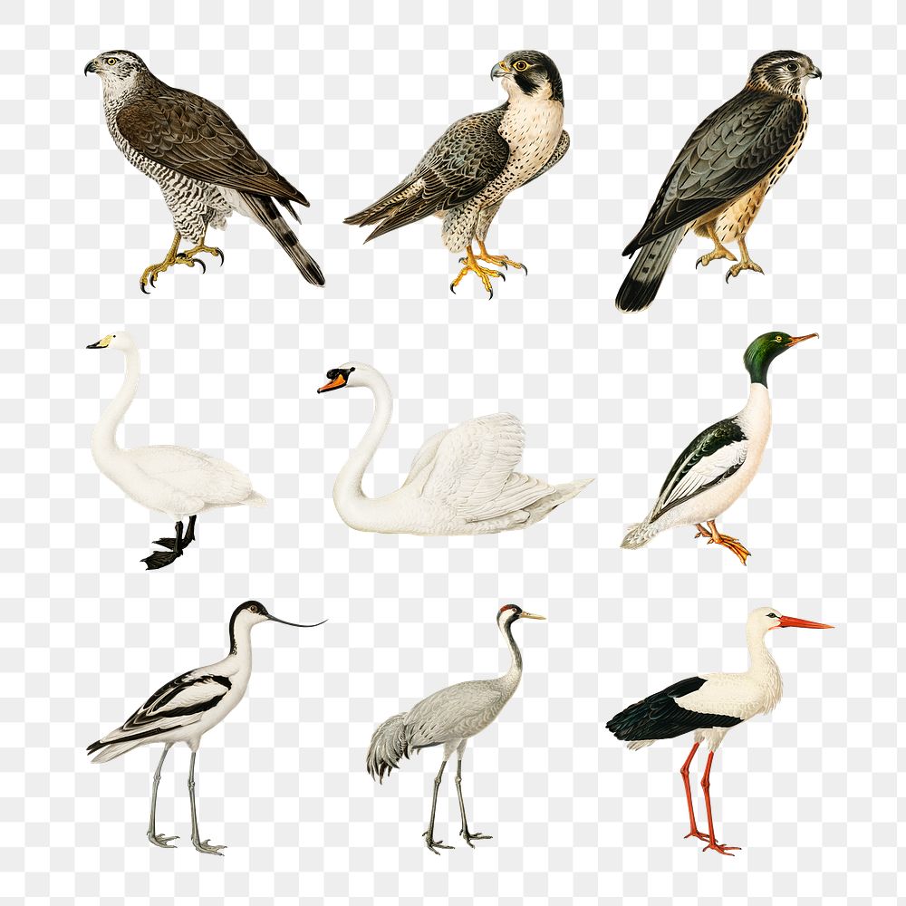 Vintage mixed birds png sticker drawing set