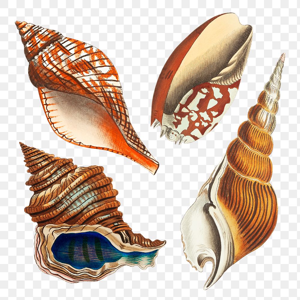 Png sticker seashell vintage illustration set