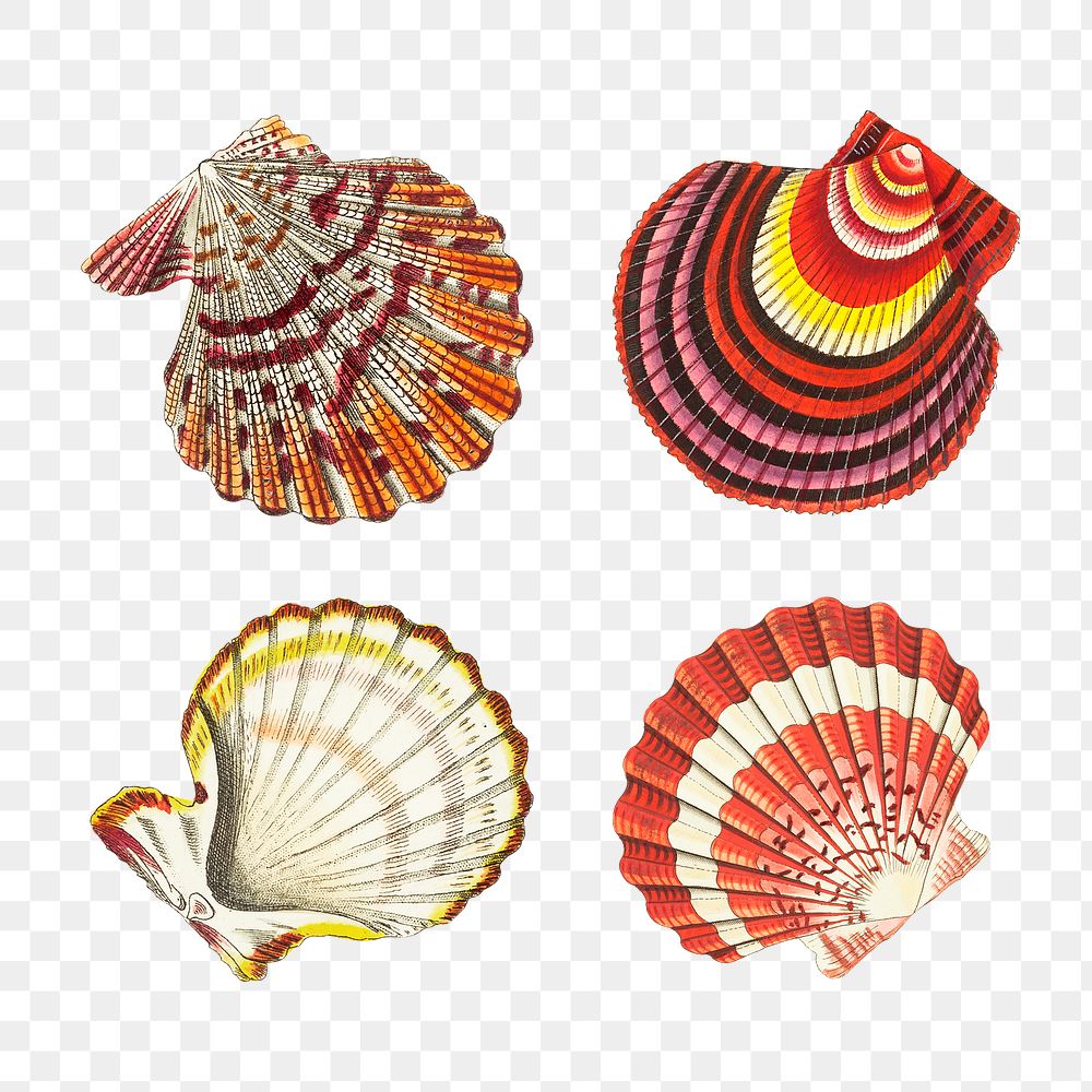 Png colorful seashell clipart set