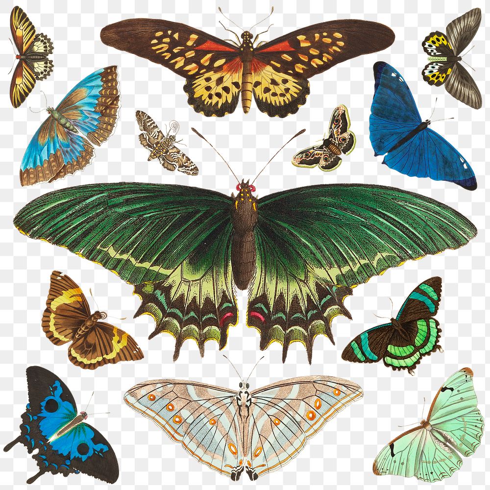 Exotic butterfly vintage set png