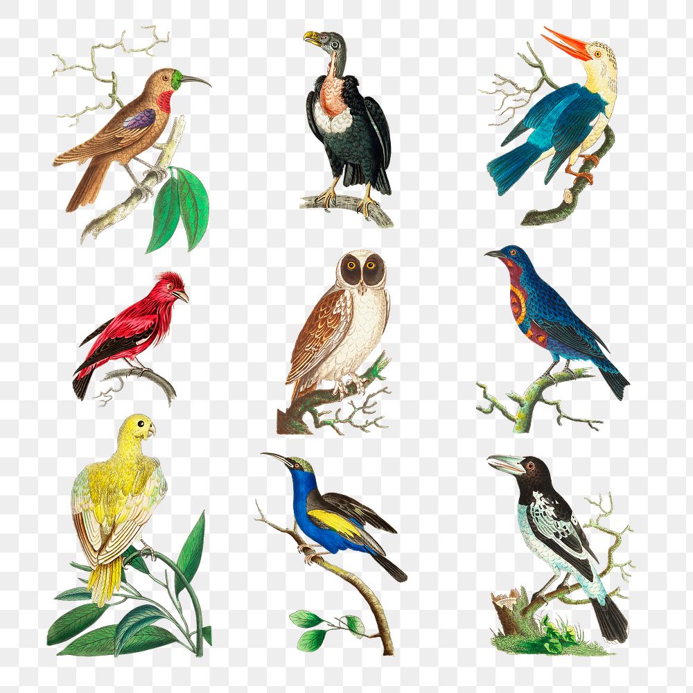Png sticker birds vintage illustration collection