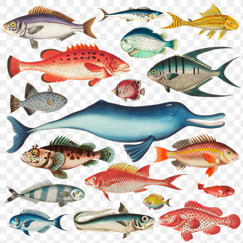 Colorful fish clipart set png