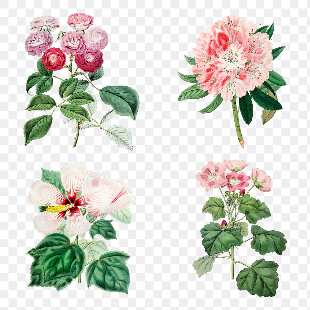 Vintage flowers png illustration botanical drawing collection