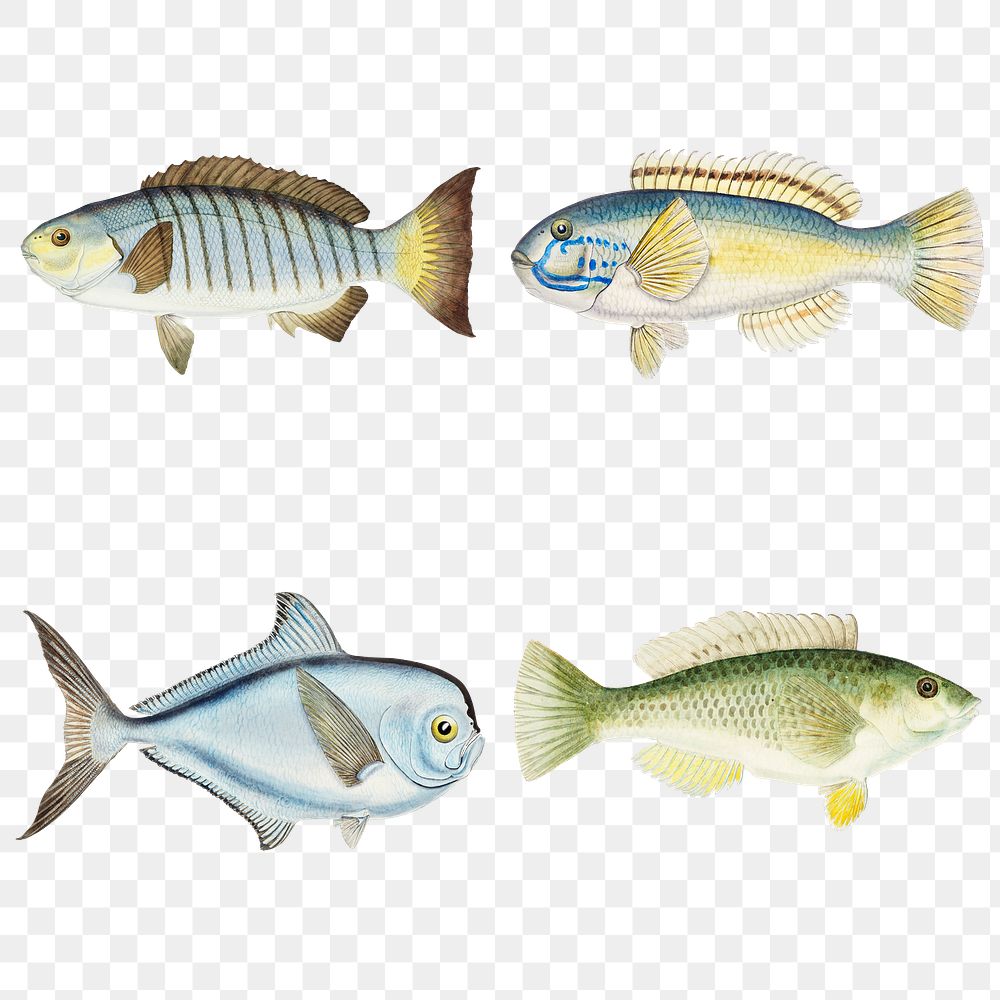 Antique fish png illustration drawing clipart mixed