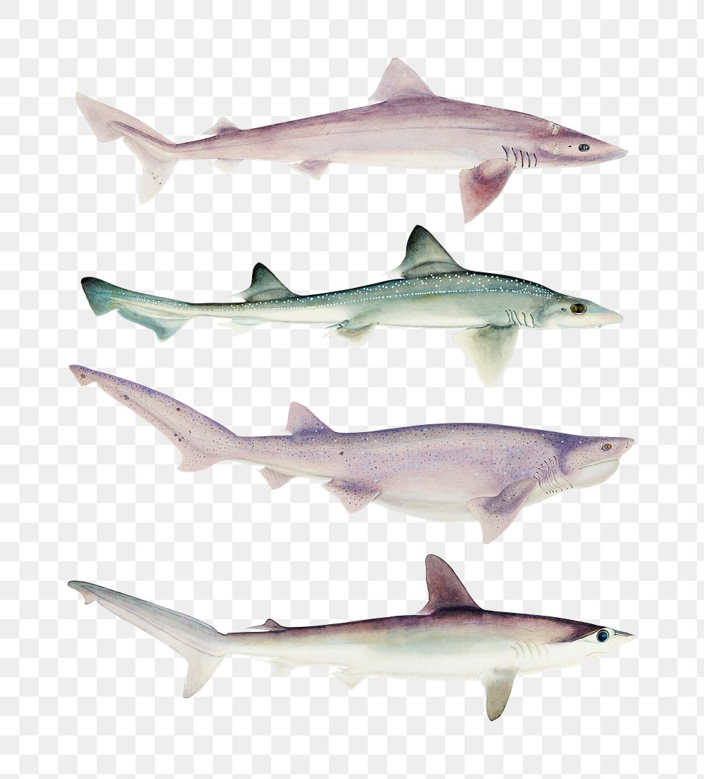 Antique fish sharks png illustration drawing clipart collection