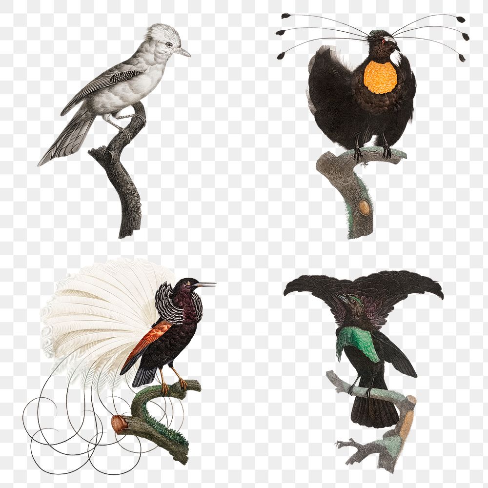 Vintage bird sticker png hand drawn set