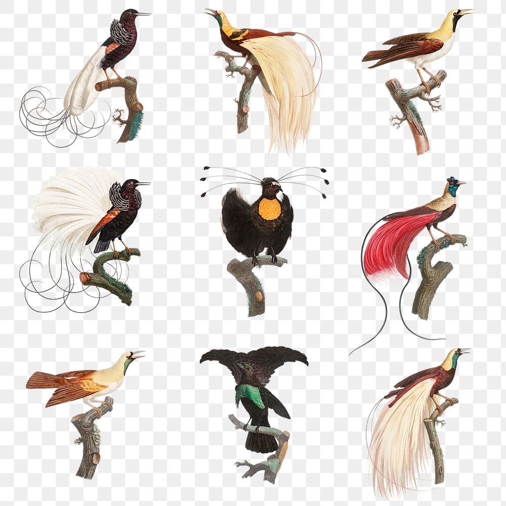 Vintage bird illustration png set