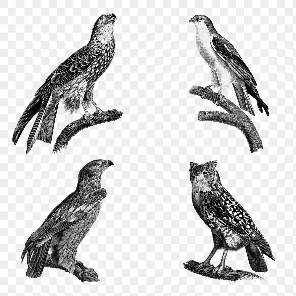 Black and white birds png set