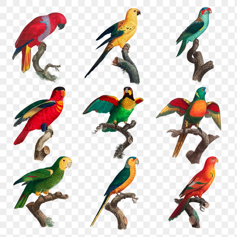 Png colorful birds collection illustration