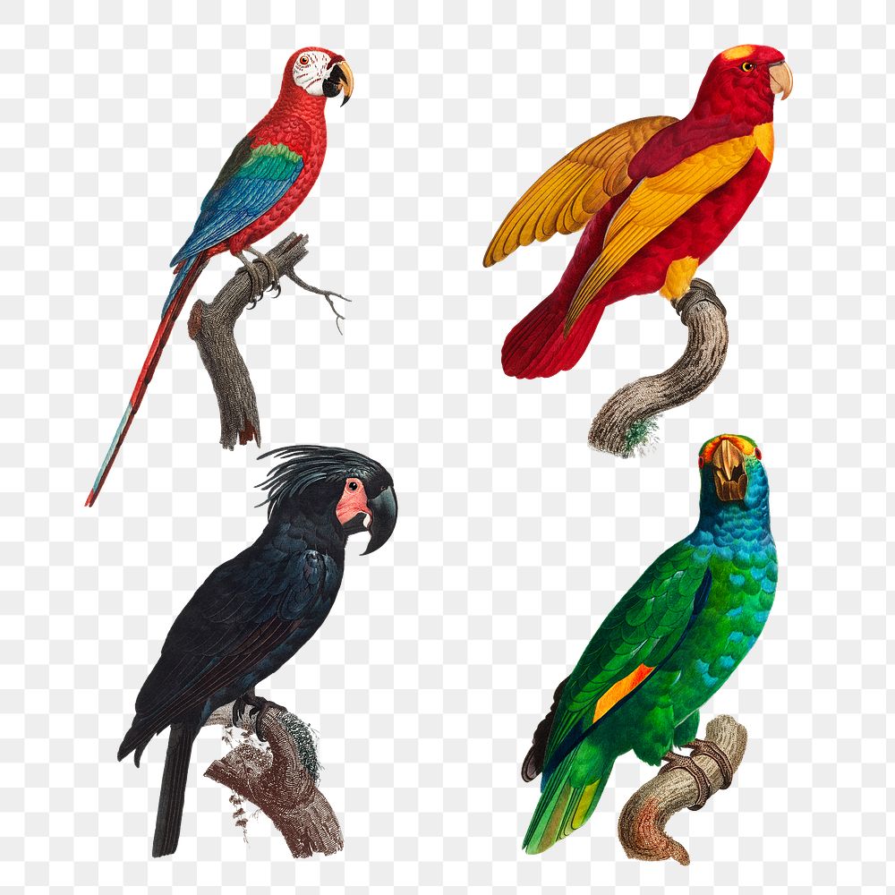 Exotic vintage parrots illustration png