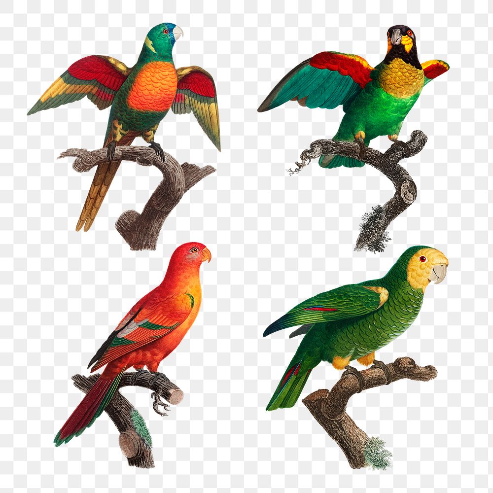 Png vintage parrots on branch collection