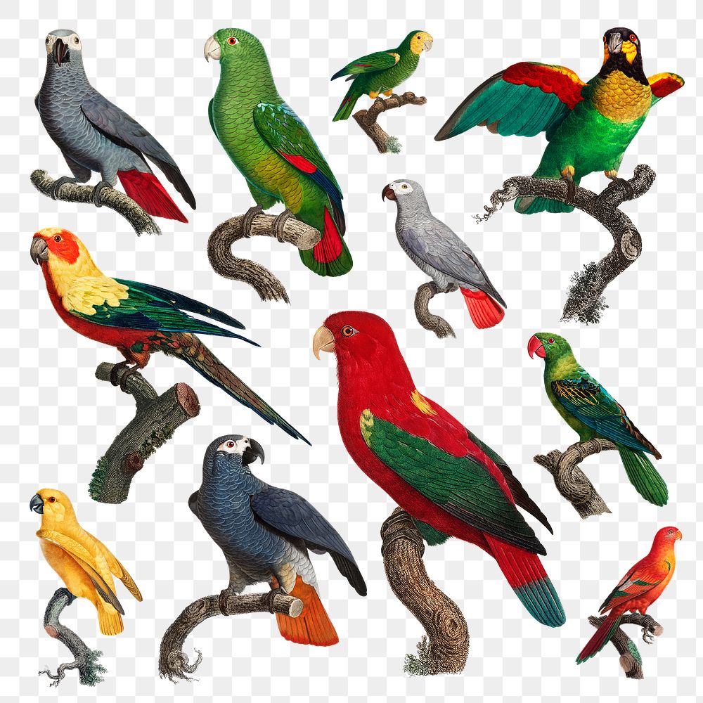 Colorful tropical birds png illustration