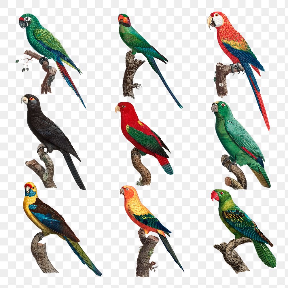 Tropical birds painting collection png