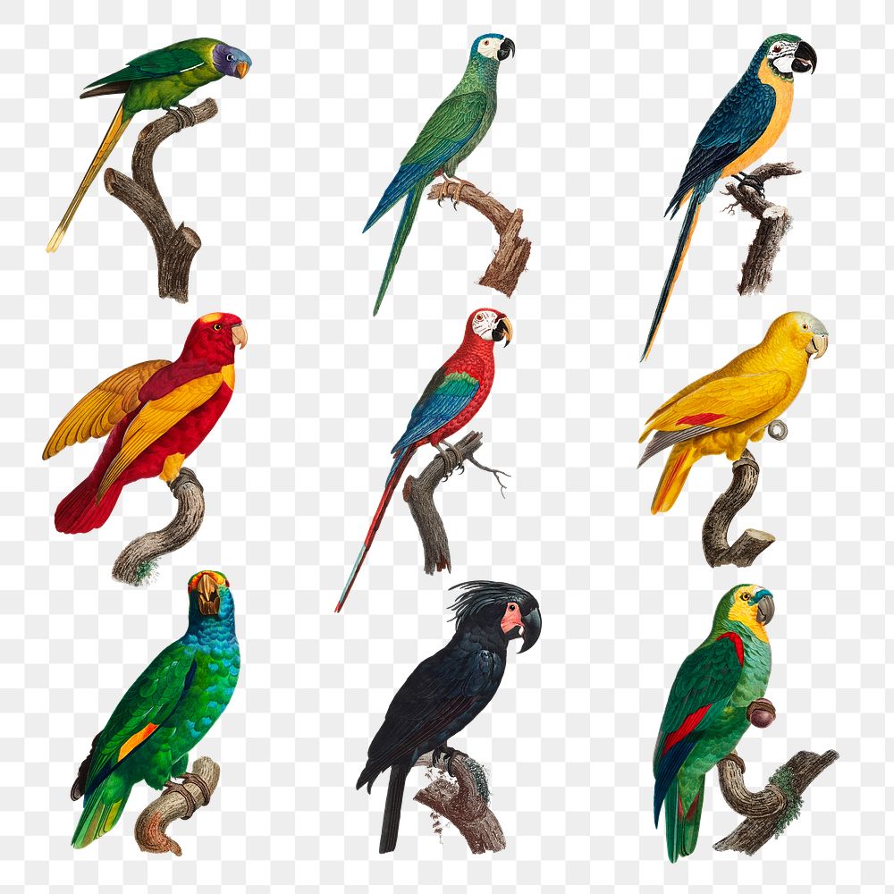 Mixed vintage parrots illustration png