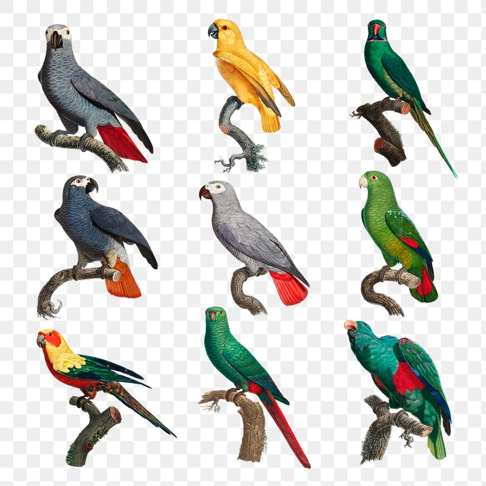 Png tropical birds illustration set